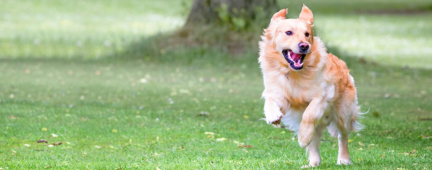 Dog Names Meaning Naughty Popular Male And Female Names Wag 